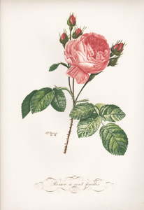 Vintage Pierre-Joseph Redoute roses and flowers